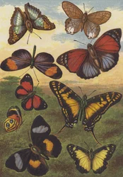 Tropical Butterflies